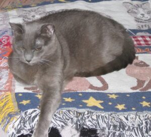 Gray cat lounging on a cat-themed printed blanket.