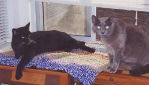 A black cat and a gray cat sharing a window seat.