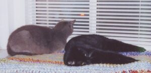 A gray cat and a black cat sharing a window seat.