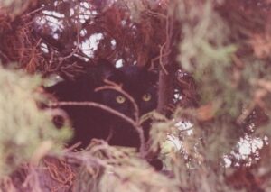 A black cat hiding among Hollywood junipers, peering out between twigs.